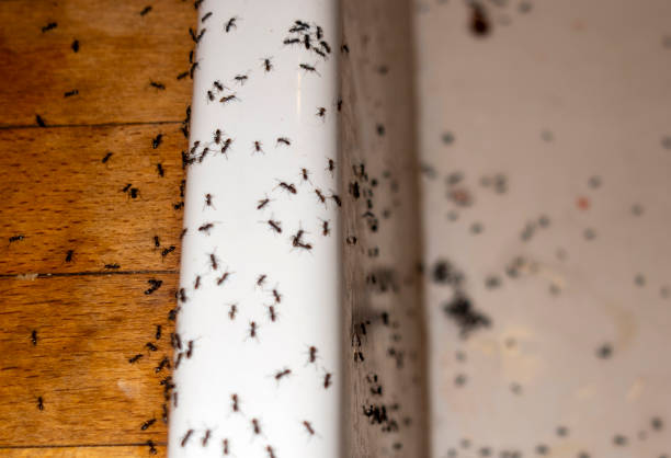 Wasp Removal Services in Amherst, TX